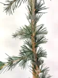 cedr-himalajski-pendula-5l-wysokosc-sadzonki-100-125-cm