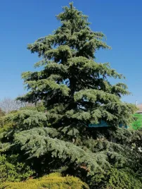 cedr-himalajski-karl-fuchs-5l