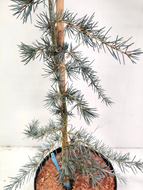 cedr-himalajski-karl-fuchs-5l-roslina-w-postaci-sadzonka-w-pojemniku-3-5l