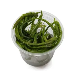 roslina-do-akwarium-mayaca-fluviatilis-bog-moss-invitro-maly-kubek