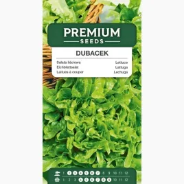 nasiona-salata-lisciowa-dubacek-debolistna-odporna-wczesna-premium-seeds-1g