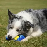 gryzak-dla-psa-wiek-zwierzecia-brak-informacji