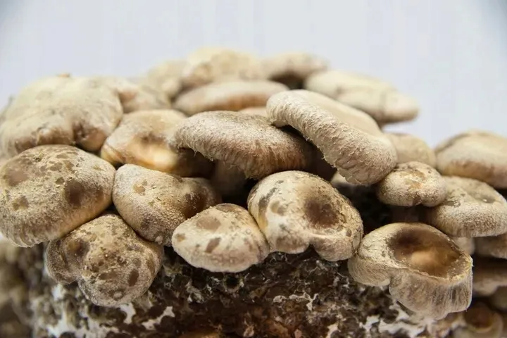 shiitake-zestaw-do-uprawy-grzybow-postac-w-calosci