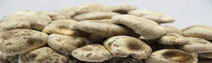 shiitake-zestaw-do-uprawy-grzybow-stan-opakowania-oryginalne