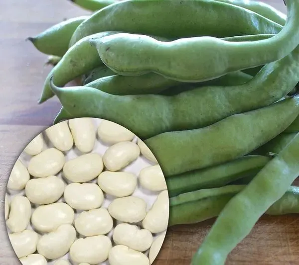 fasola-jas-nasiona-40-g-cykl-rozwojowy-rosliny-jednoroczna