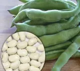 fasola-jas-nasiona-40-g-cykl-rozwojowy-rosliny-jednoroczna