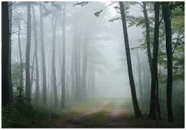 fototapeta-las-natura-krajobraz-sypialnia-salon-tapeta-flizelina-350x250