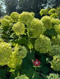 hydrangea-arborescens-annabelle-hortensja-drzewiasta-annabelle