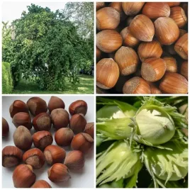 orzech-laskowy-pakiet-l1-leszczyna-pospolita-3x-orzech-katalonski-2l