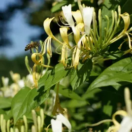 wiciokrzew-delavaya-polzimozielony-pachnace-pnacze-sadzonka-2l