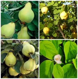 pigwa-pospolita-p1-zestaw-3-aromatycznych-odmian-na-przetwory-2l