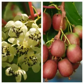 aktinidia-pakiet-n6-3x-weiki-zenska-zapylacz-weiki-2l