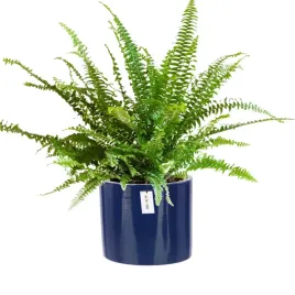 doniczka-oslonka-ceramiczna-o-125cm-h-12cm-kolor-granatowy-polysk