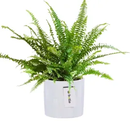 doniczka-oslonka-ceramiczna-o-125cm-h-12cm-kolor-bialy-polysk