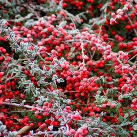 irga-pozioma-pakiet-5-sztuk-1l-idealny-zimozielony-zestaw-na-skarpe