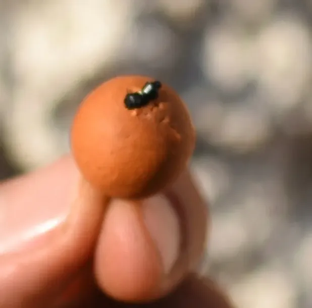 undercarp-stopery-do-kulek-proteinowych-barylkowe-brazowe-model-stoper