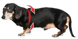 szelki-dla-psa-labradora-owczarka-mocne-rozmiar-xl