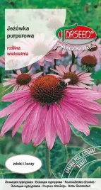 jezowka-purpurowa-echinacea-purpurea-nasiona