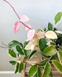 hoya-carnosa-krimson-queen-hoja-woskownica