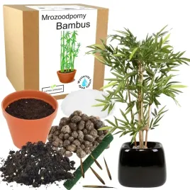 zestaw-do-uprawy-bambusa-mrozoodporny-bardzo-odporny-20-do-domu-wieloletni