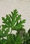 geranium-anginka-rodzaj-rosliny-inny