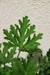 geranium-anginka