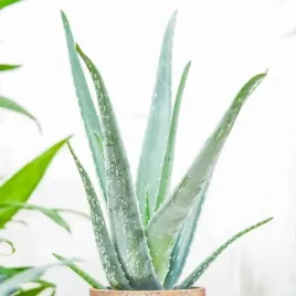 aloe-vera-niesmiertelny-aloes-zwyczajny-domowa-lecznicza-roslina-sukulent