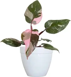 philodendron-pink-princess-marble-filodendron-rozowy