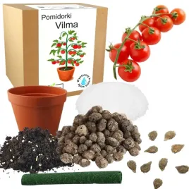zestaw-do-uprawy-pomidor-vilma-pomidory-koktajlowe-nasiona-10x-wieloletnia