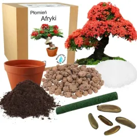 zestaw-do-uprawy-plomien-afryki-drzewko-bonsai-do-sadzenia-nasiona-2-szt