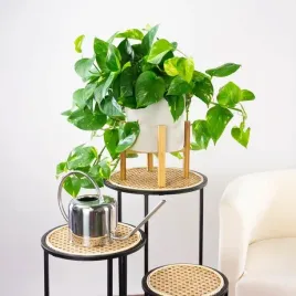 epipremnum-aureum-zlociste-przebarwienia-pnacze-latwa-uprawa-sercowate