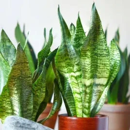 sansevieria-robust-pieknie-ubarwione-liscie-sansewieria-rozmiar-s