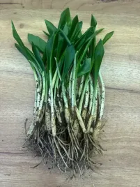 czosnek-niedzwiedzi-cebulki-sadzonki-81-sztuk