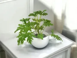 geranium-anginka-roslina-lecznicza-pelargonium-graveolens-cytrynka