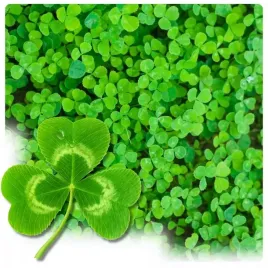 mikrokoniczyna-nasiona-koniczyna-drobnolistna-biala-dekoracyjna-gesta-1-kg