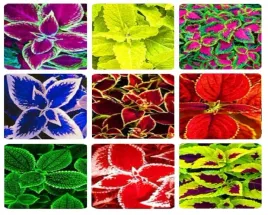 koleus-zestaw-9-odmian-ogrodowo-pl