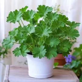 pelargonium-graveolens-dr-westerlund-geranium-pachnace-anginka-lecznicza