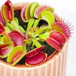 dionaea-muscipula-mucholowka-roslina-owadozerna-naturalna-pulapka-na-owady