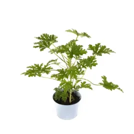 geranium-lecznicze-anginka-ladne-sadzonki-ladne-duze-sadzonki-p13