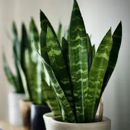 sansevieria-black-coral-piekne-ciemnozielone-pasy-sansewieria-rozmiar-s