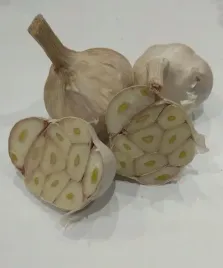 czosnek-wiosenny-polski-jary-mocny-10-glowek-srednica-4-5cm