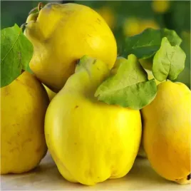 pigwa-wielkoowocowa-mamut-przetwory-odporna-gruszkowa-sadzonka-sadzonki