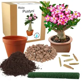 zestaw-do-uprawy-roslin-roza-pustyni-bonsai-baobab-do-sadzenia-nasiona-2x