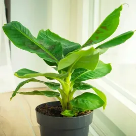musa-dwarf-cavendish-bananowiec-egzotyczny-banan-w-domu-duze-liscie