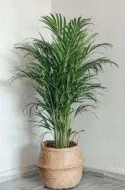 areka-palma-areca-dypsis-czysci-powietrze-wys-70cm-zimowe-zabezpieczenie