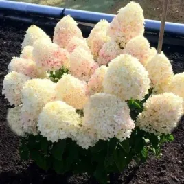 hortensja-bukietowa-living-sugar-rush-cukierkowa