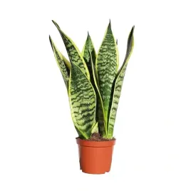 sansevieria-futura-superba-promo