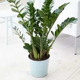 zamiokulkas-zamiolistny-zamioculcas-zamifolia-zelazna-roslina