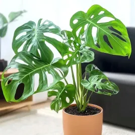 monstera-dziurawa-adansonii-jak-szwajcarski-ser-monster-adansoni-duzeliscie