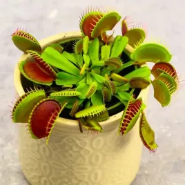 mucholowka-dionaea-muscipula-red-dragon-owadozerna-zimowe-zabezpieczenie